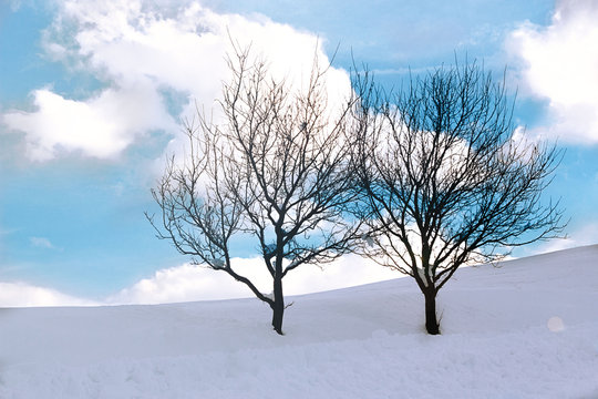 Winter landscape - two lenely trees