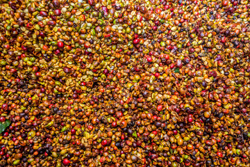 coffee berries beans closeup