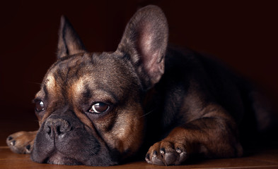 Awesome home portrait of a french bulldog 