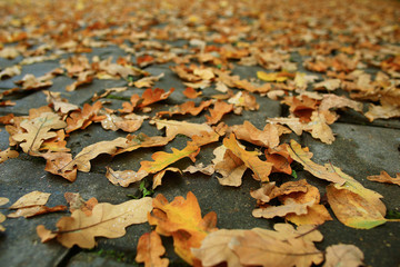 background of fallen leaves on the asphalt in the city