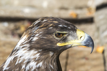 Eagle's head