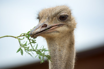 ostrich.