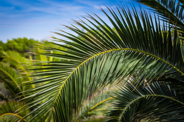 Obraz premium Palmier à Majorque