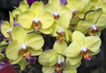 Цветок орхидея желтая