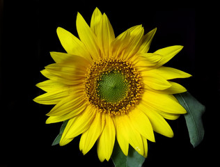 Bright yellow sunflower on black