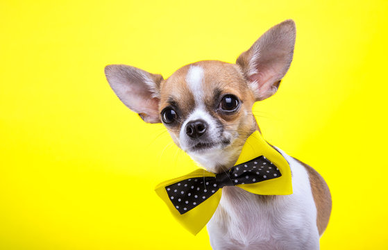 Beautiful chihuahua dog with bow-tie. Animal portrait. Chihuahua dog in stylish clothes. Yellow background. Colorful decorations. Collection of funny animals