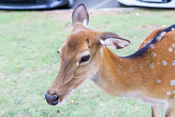 Close up of female Spotted Deer in car park