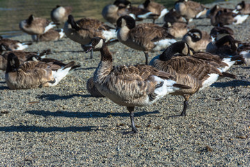 Canada Geese, Del Valle Lake, California