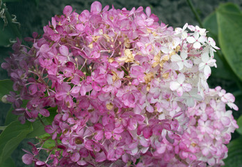 Розовая гортензия