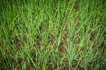 Obraz premium Rice Paddy Growth
