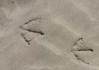 Trace de patte de goéland