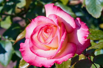 Red flower rose in summer in Poland.