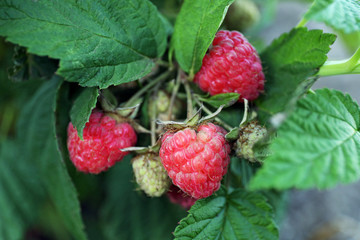 Branch of raspberries close up
