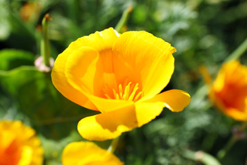 Beautiful flowers growing in garden