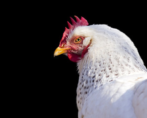 close-up portrait of a chicken