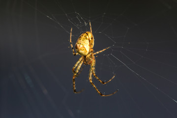 Araignée, jardin
