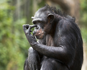 portrait of a chimpanzee scratching his nose