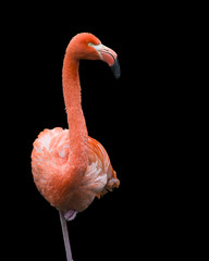alert flamingo standing tall on one leg against a black background
