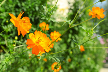 Fresh flowers over green grass background