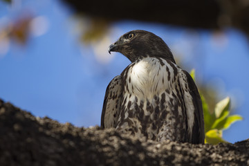 Fototapeta premium Young Red Tailed Hawk