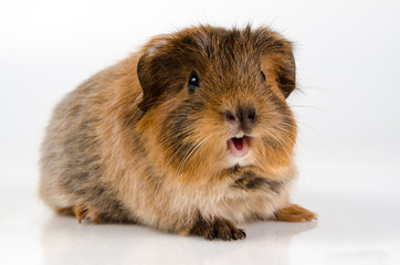 Guinea pig screaming