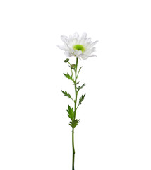 Fototapeta na wymiar flower white chrysanthemum