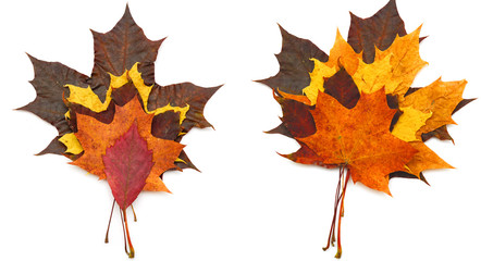 Осенний гербарий: изолированные листья,  собранные вместе 