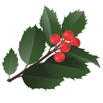 Christmas Holly. 
Hand drawn vector illustration of a small branch of holly with red berries. 