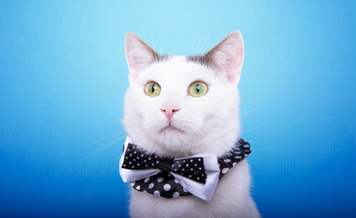 Playful stylish purebred cat. Animal portrait. Purebred cat with bow-tie is lying. Blue background. Colorful decorations. Collection of funny animals
