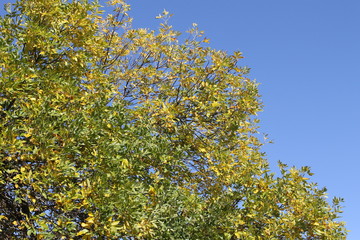 Fototapeta na wymiar Autumn tree