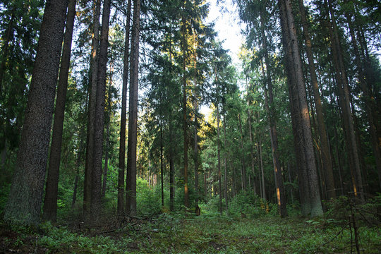 Fototapeta spruce forest at sunset