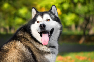 Portrait of Alaskan Malamute