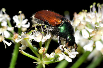 Junikäfer