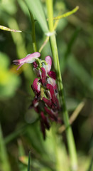 Fleur violette et rose
