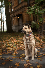 Mixed breed dog in autumn park
