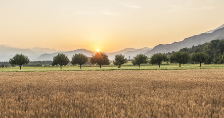 Sunset over the Wheat Field. Photograph was taken in a village Rodine, Slovenia. Macro of wheat and barley in early summer.