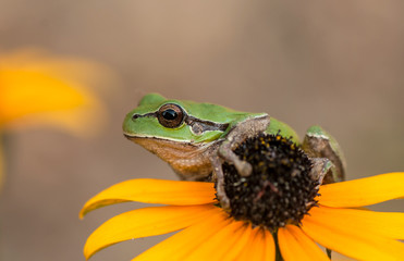 frog on a flower