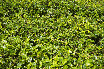 Молодые листья цейлонского чая. Шри-Ланка