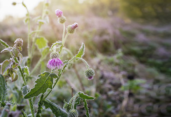 Scenic frosty flowers morning fall background