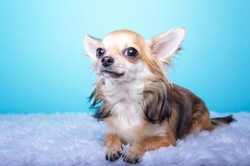 Portrait of funny chihuahua dog on a blue background