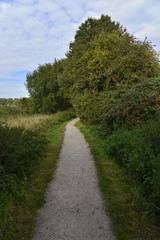 Fototapeta na wymiar Chemin rocailleux au bois de Scheutbos à Molembeek