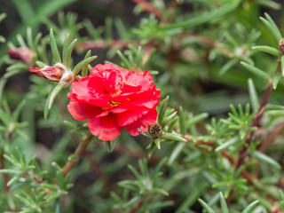 Red purslane flower in the garden.