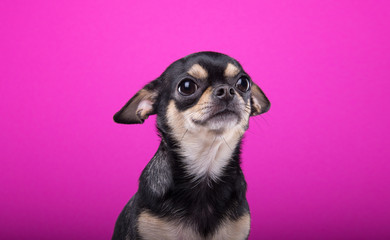 Beautiful chihuahua dog. Animal portrait. Stylish photo. Pink background. Collection of funny animals