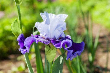..iris