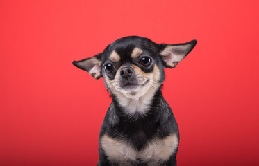 Beautiful chihuahua dog. Animal portrait. Stylish photo. Red background