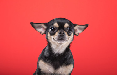 Beautiful chihuahua dog. Animal portrait. Stylish photo. Red background