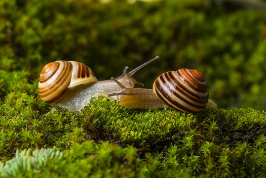 snails Cepaea hortensis on wet moss