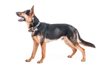 Shepherd on a white background