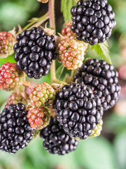 Blackberries on the shrub in the garden.