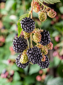Blackberries on the shrub in the garden.